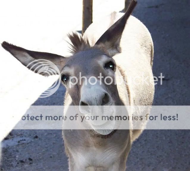 Donkey-1.jpg