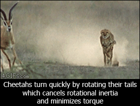 8b958e70a3f4dce8e2d6552c4ff81f02.gif