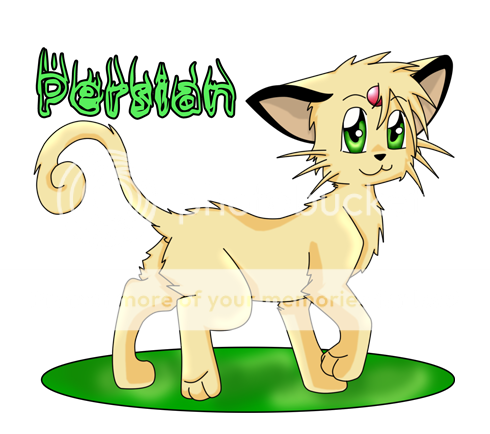 Persian-Kitten.png