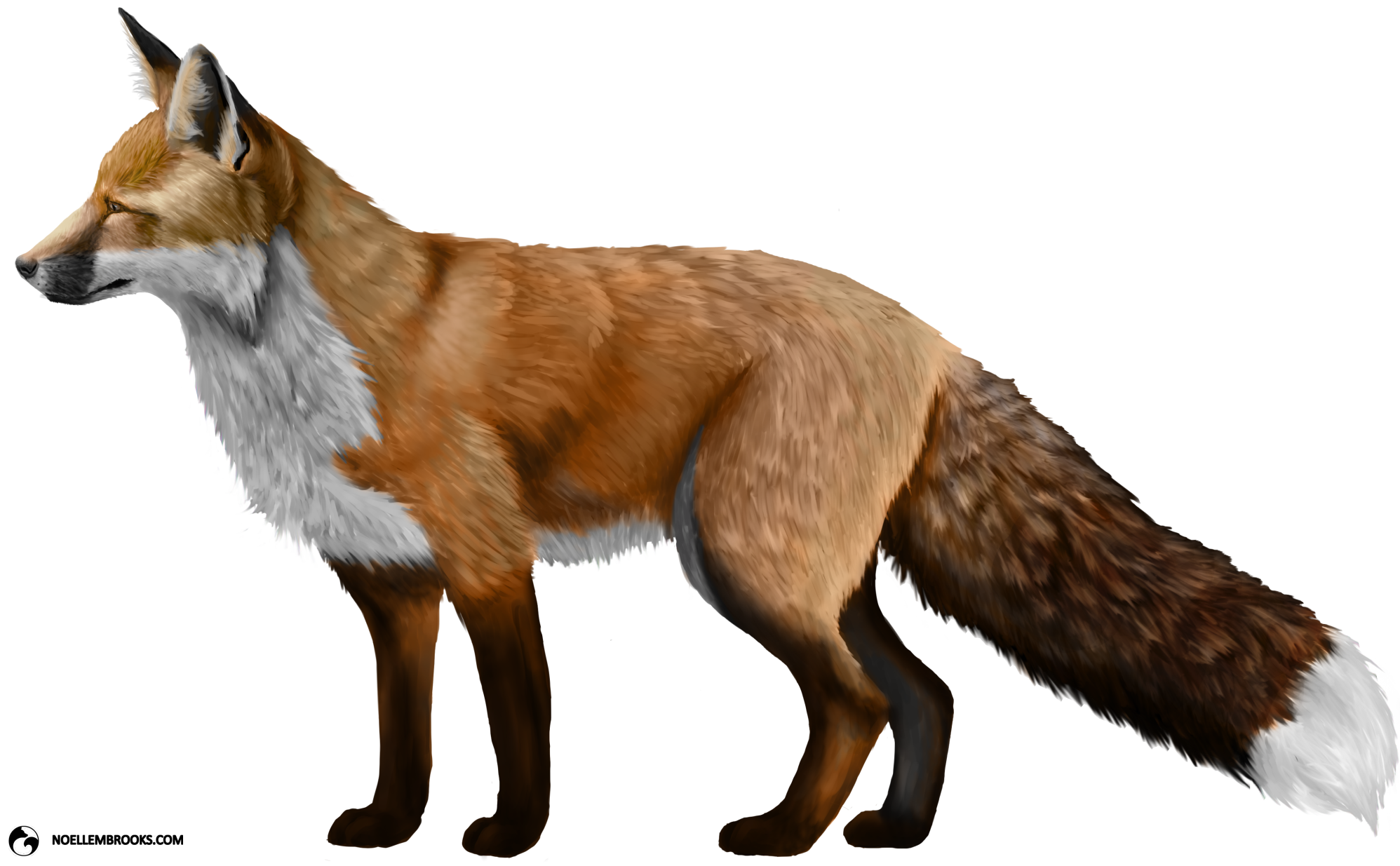 Fox-PNG.png