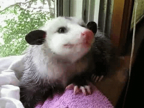 giphy.gif