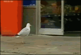 Seagull_steals_chips-53c.gif