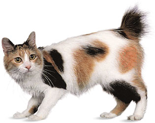 japanese-bobtail-cat5.jpg