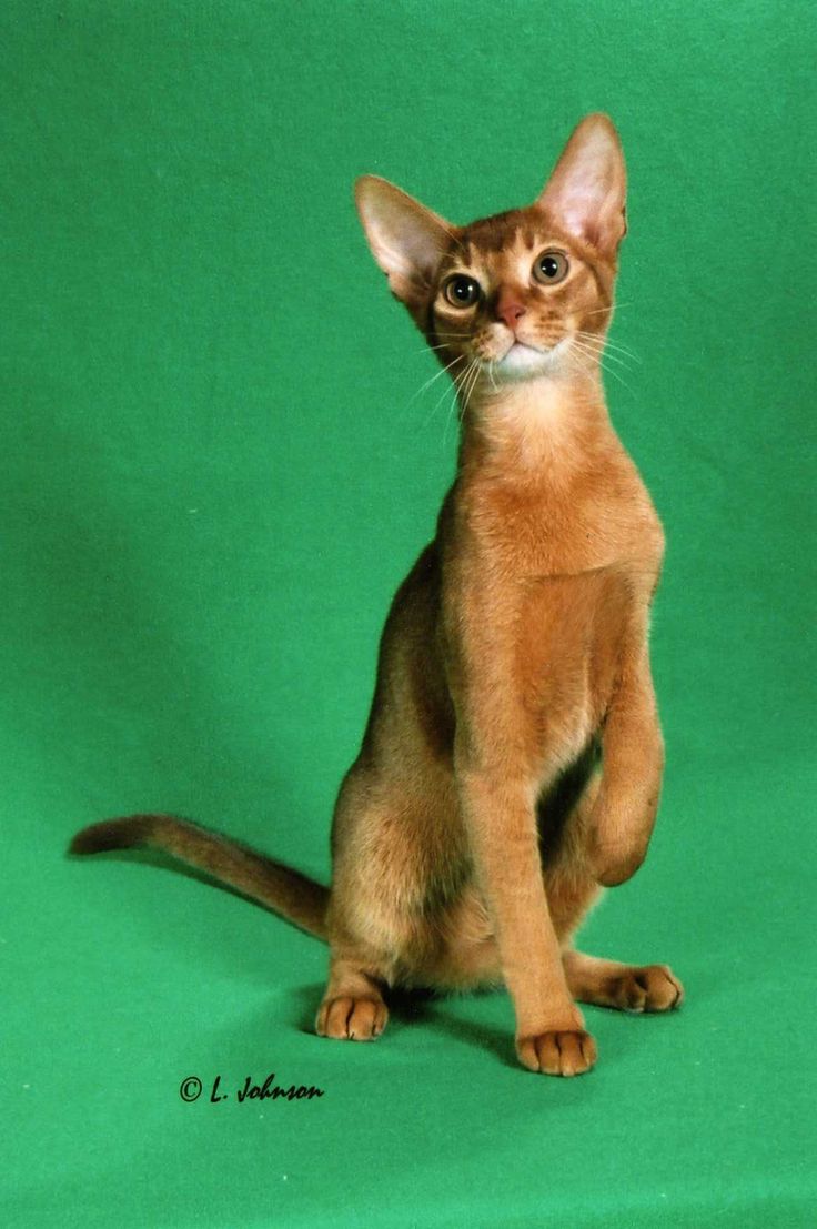 7031aaf313d459e5e5368cbeeead8d00--abyssinian-cat-red.jpg