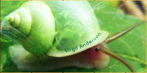 VirgilSnail.png