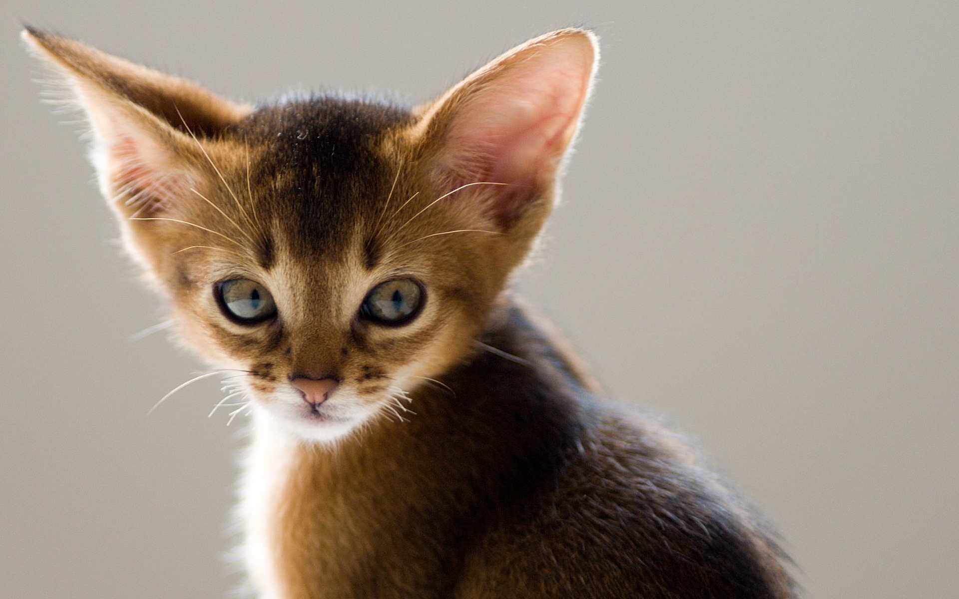 Long-ears-cat-close-up_1920x1200.jpg