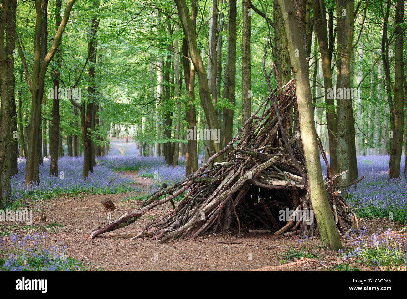 shelter-made-of-tree-branches-in-bluebell-forest-uk-C3GPAA.jpg
