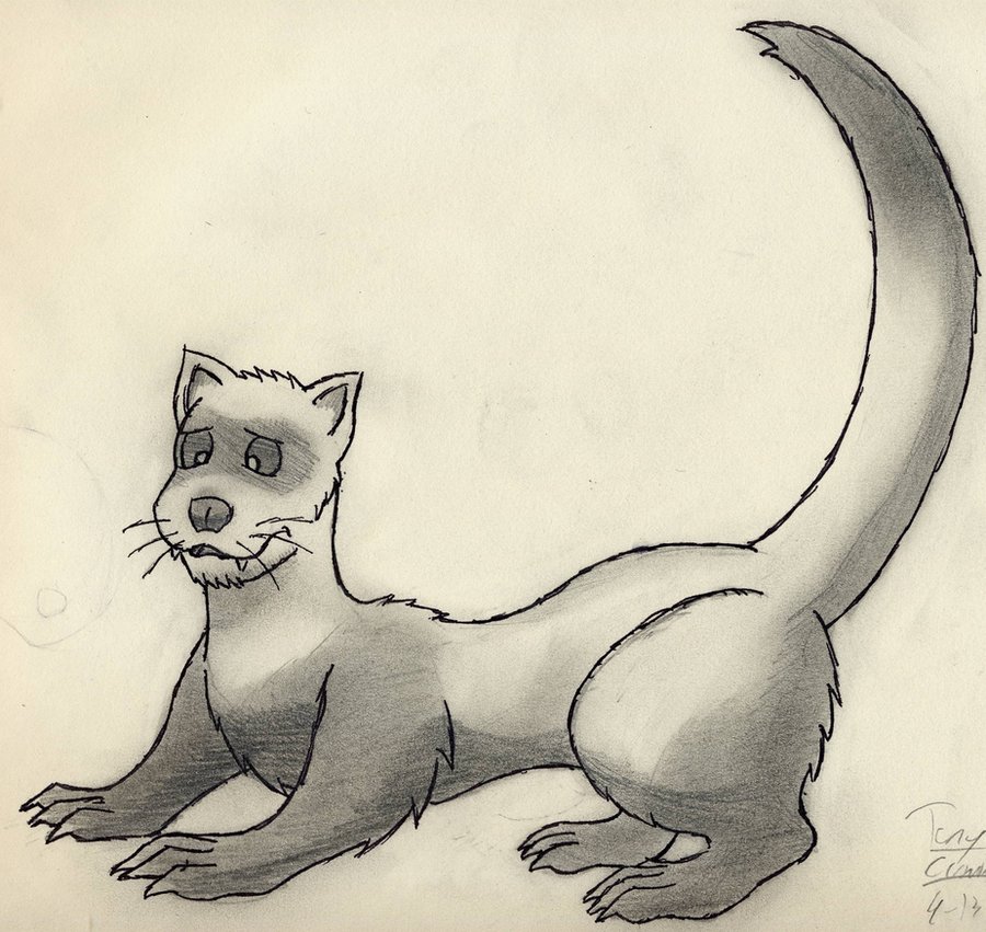 american_polecat_by_weazel75-d5ep0to.png