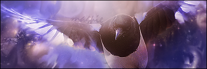 magpie_by_nervelon-d5rokko.png