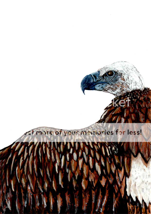 Vulture1.png