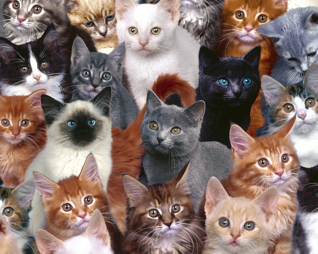Cats-wallpaper-cats-5194935-1280-1024.jpg