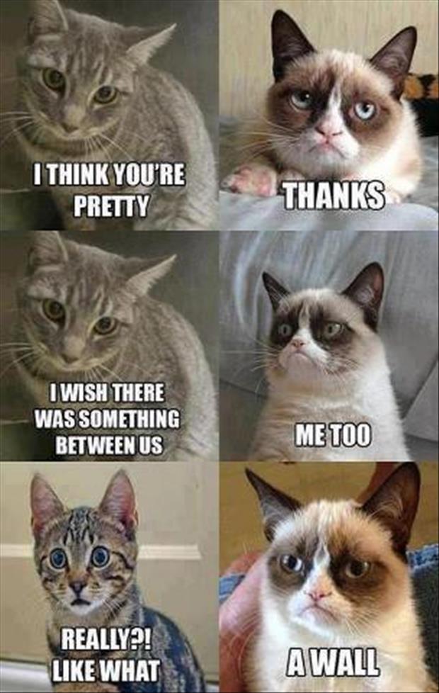 funny-memes-grumpy-cat.jpg