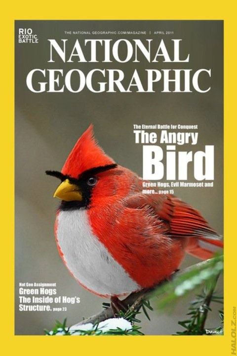 halolz-dot-com-angrybirds-nationalgeographic.jpg