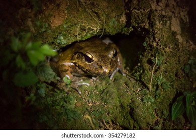 cane-toad-bufo-marinus-sitting-260nw-354279182.jpg