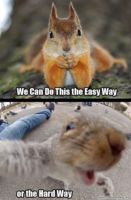 We-Can-Do-This-The-Easy-Way-Or-The-Hard-Way-Funny-Squirrel-Image.jpg