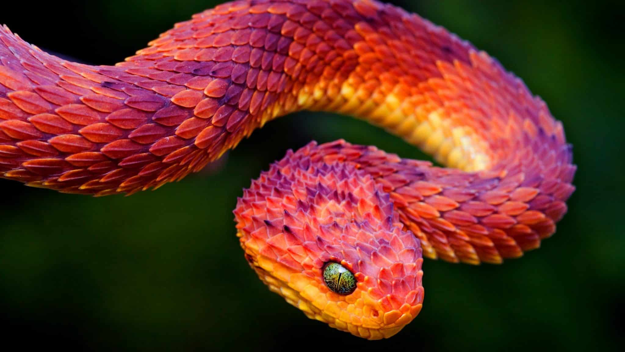 most-beautiful-snakes-28.jpg